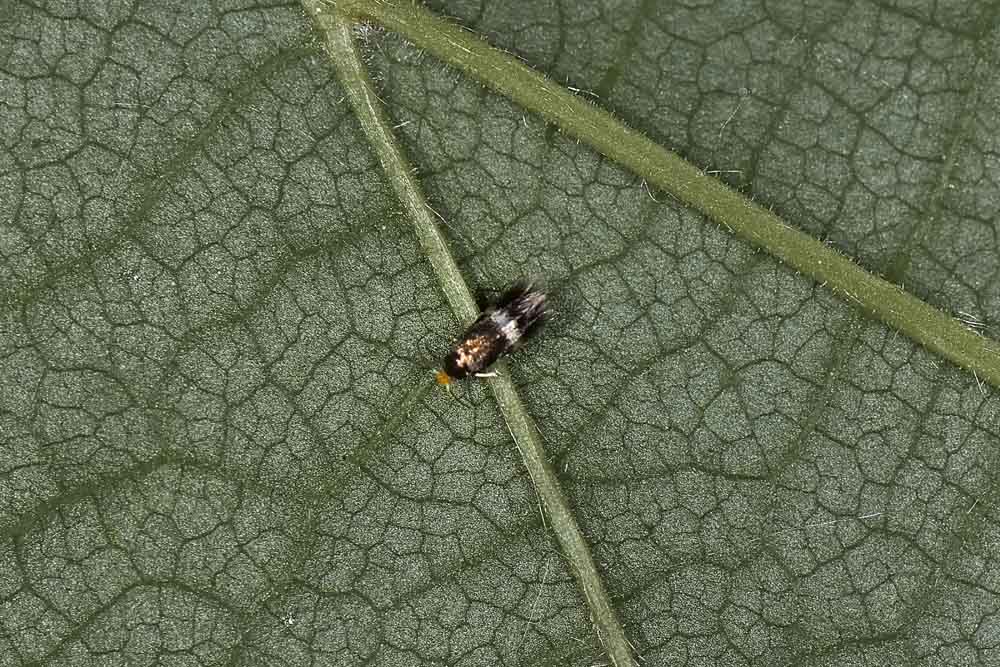 Nepticulidae:  Stigmella sp.